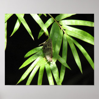 Póster Mariposa en Bamboo