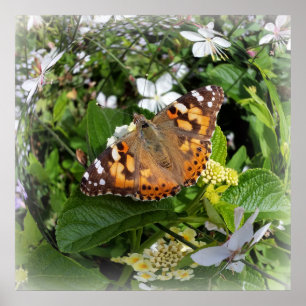 Póster mariposa en círculo