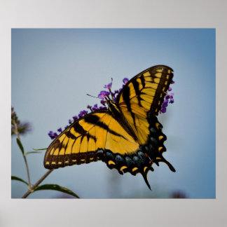 Póster Mariposa en el cielo