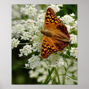 Póster Mariposa en el encaje de la Reina Ana