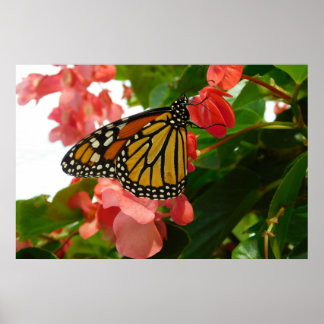 Póster Mariposa en el Poster de las flores rojas