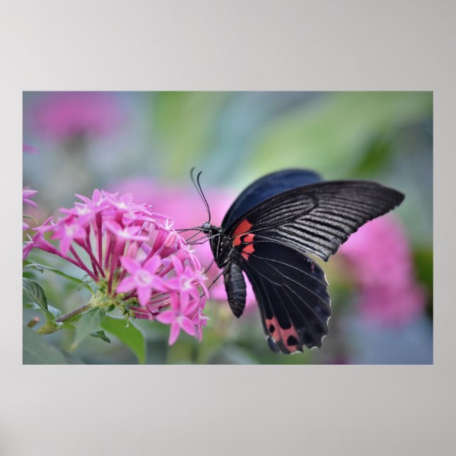 Póster Mariposa en flor (Frente)
