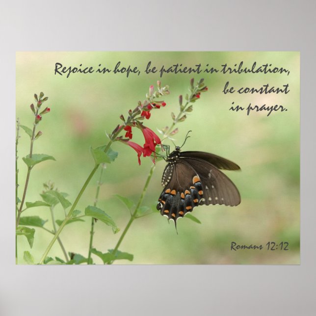 Póster Mariposa en flores silvestres, Verse Romans 12:12 (Frente)