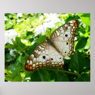 Póster Mariposa en Fotografía de Naturaleza Tropical de J