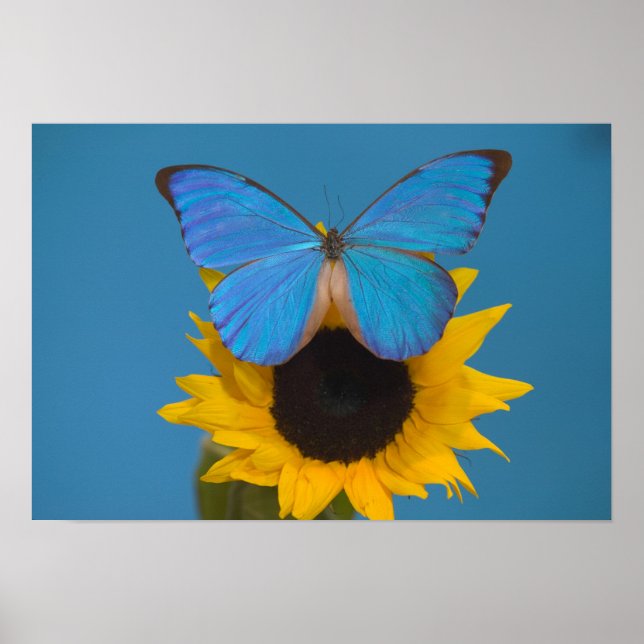 Póster Mariposa en Girasol (Frente)