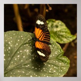 Póster Mariposa en hoja