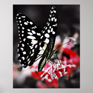 Póster Mariposa en la flor roja