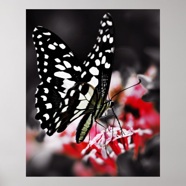 Póster Mariposa en la flor roja (Frente)