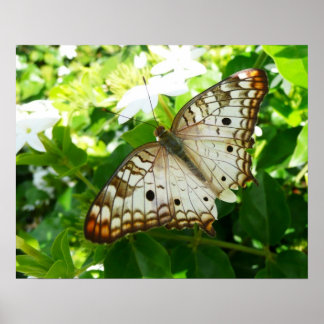 Póster Mariposa en la fotografía de la naturaleza tropica