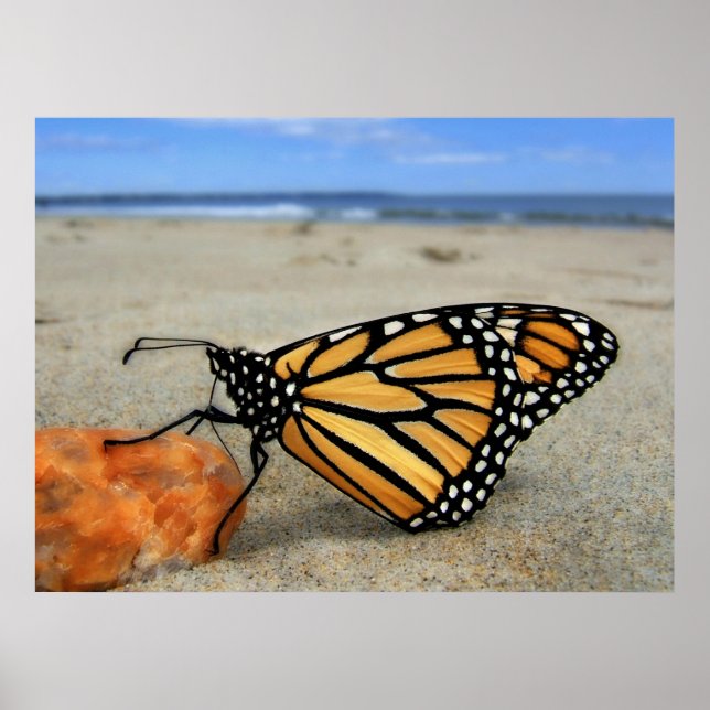 Póster Mariposa en la playa por TDGallery (Frente)