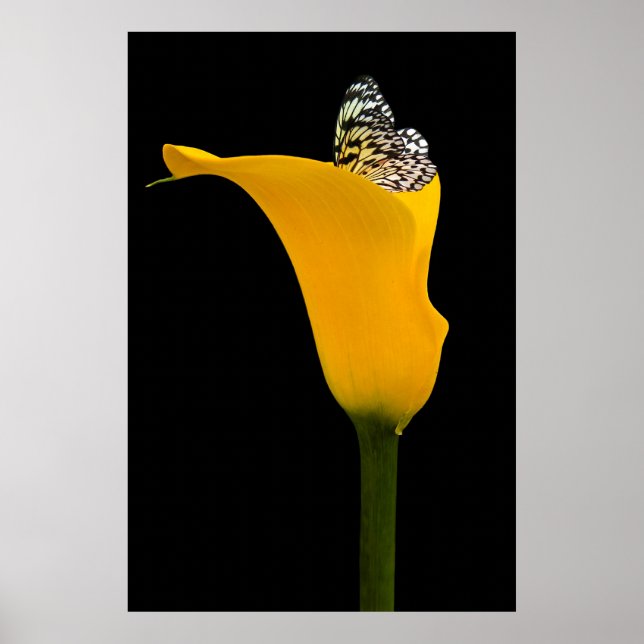 Póster mariposa en lirio amarillo sobre negro (Frente)