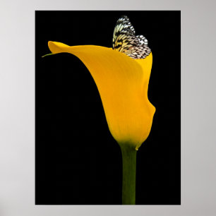 Póster mariposa en lirio amarillo sobre negro