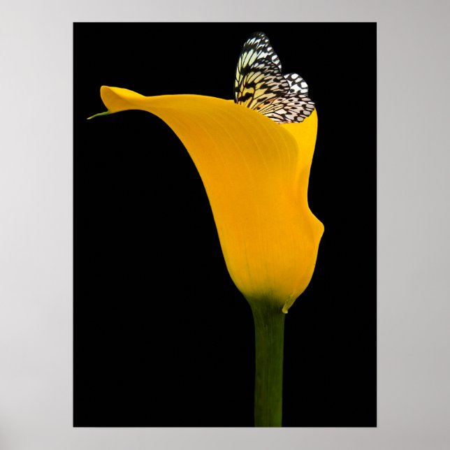 Póster mariposa en lirio amarillo sobre negro (Frente)