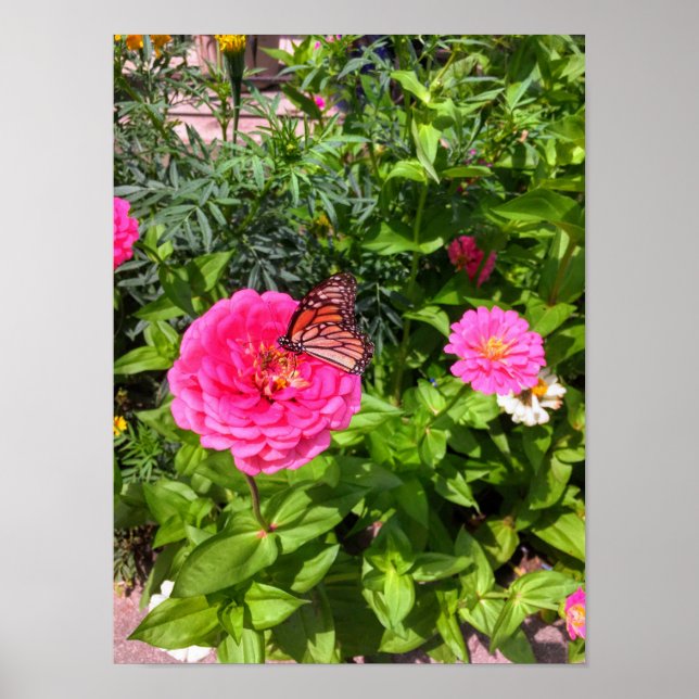 Póster Mariposa en Poster Rosa Zinnia (Frente)