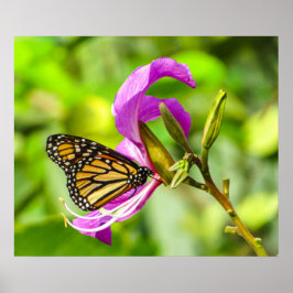 Póster Mariposa en un poster de flores