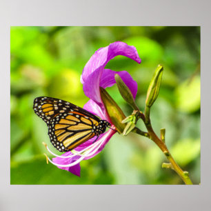 Póster Mariposa en un poster de flores