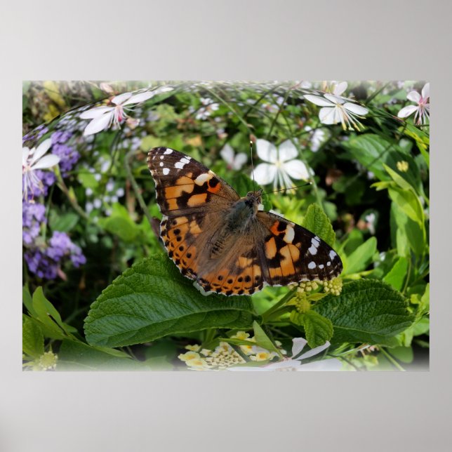 Póster mariposa en una burbuja (Frente)