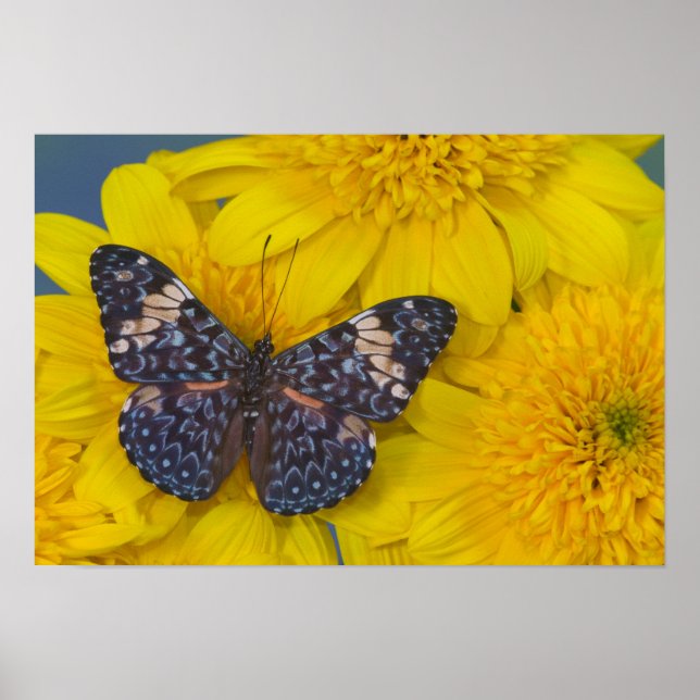 Póster Mariposa en una Flor Amarilla (Frente)
