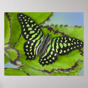 Póster Mariposa en verde