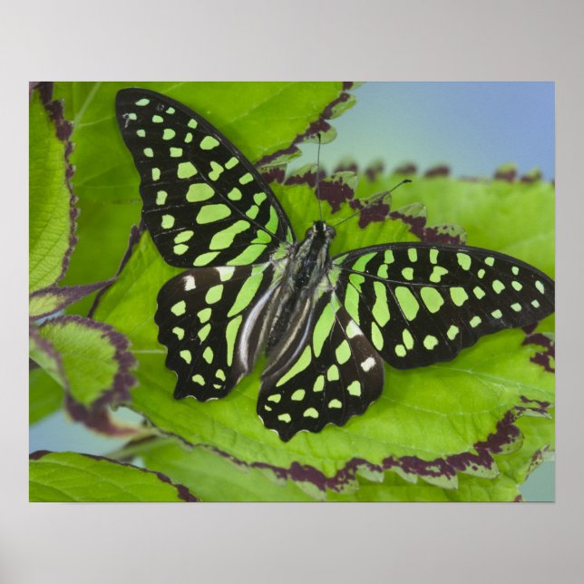 Póster Mariposa en verde (Frente)