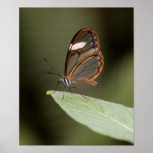 Póster Mariposa encerada en una hoja