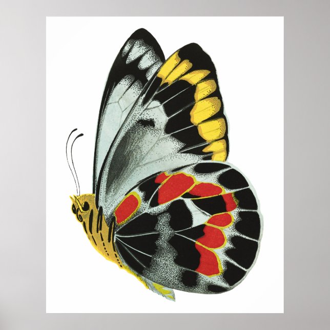 Póster Mariposa exótica vintage 4 (Frente)