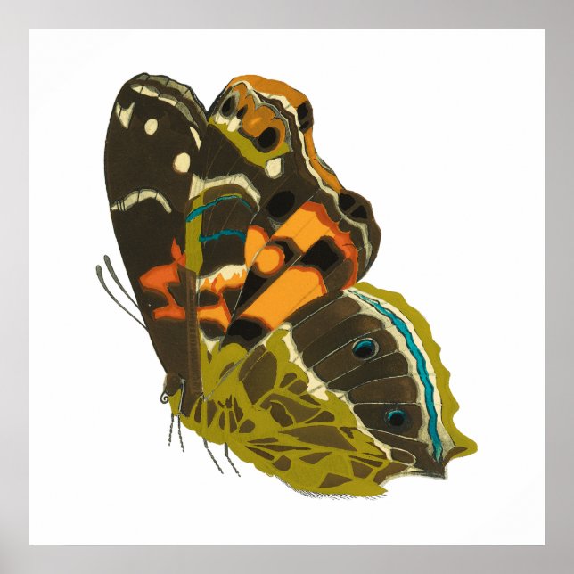 Póster Mariposa exótica vintage 5 (Frente)