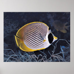 Póster Mariposa filipina