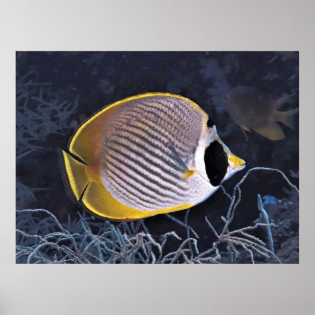 Póster Mariposa filipina (Frente)