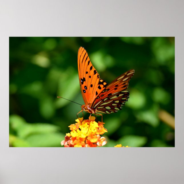 Póster Mariposa fritillera del Golfo (Frente)