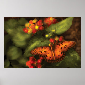 Póster Mariposa - Heliconius