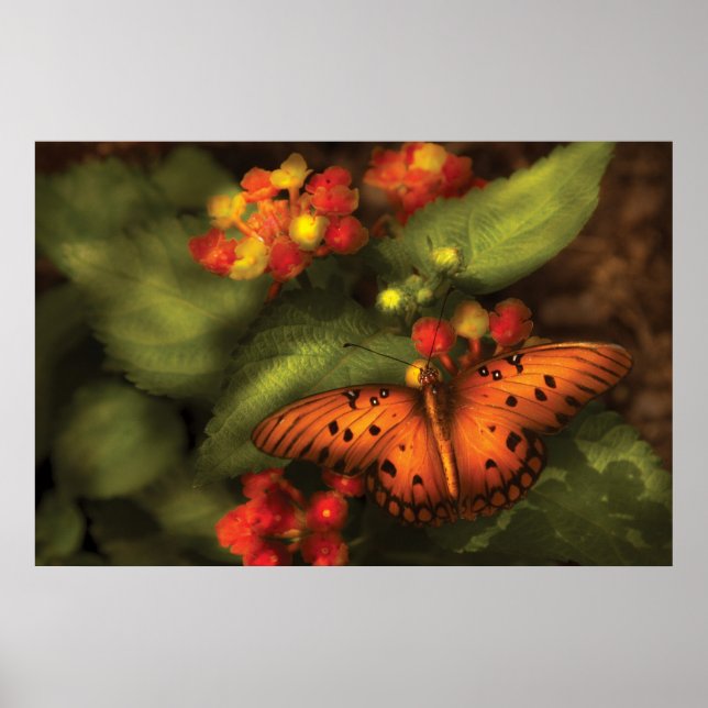 Póster Mariposa - Heliconius (Frente)