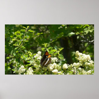 Póster Mariposa Hermana de California en Yosemite
