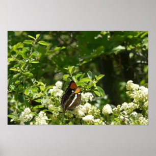 Póster Mariposa Hermana de California en Yosemite