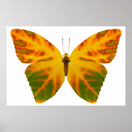 Póster Mariposa Hoja de Aspen 1