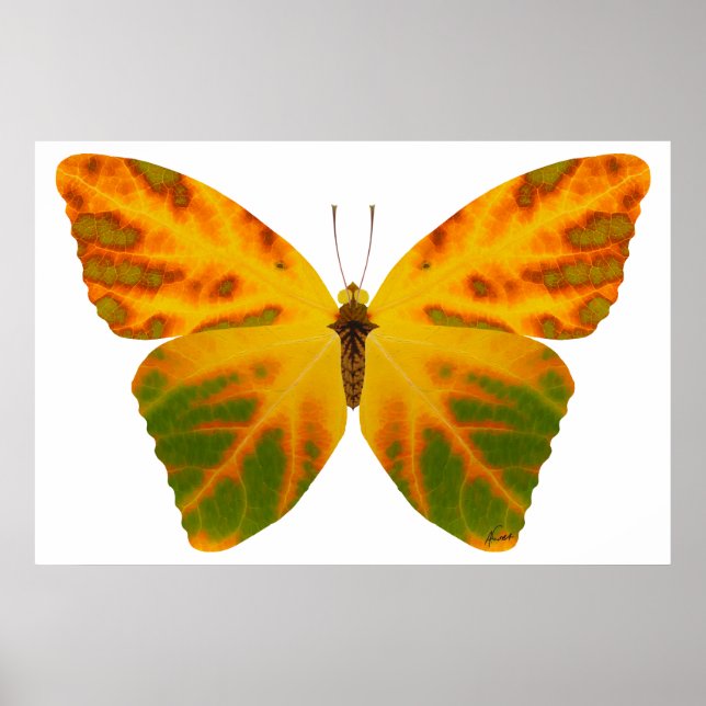 Póster Mariposa Hoja de Aspen 1 (Frente)