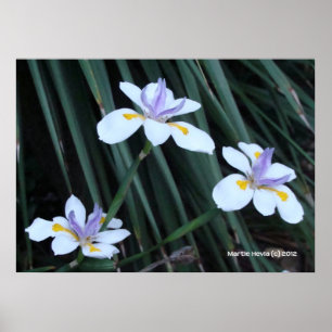 Póster Mariposa Iris Trio