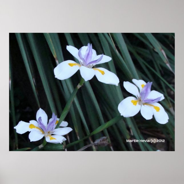 Póster Mariposa Iris Trio (Frente)