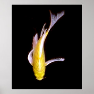 Póster Mariposa Koi del limón