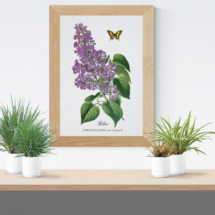 Póster Mariposa Lilac Botánica Jean Bois