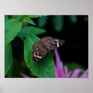 Póster Mariposa localizada