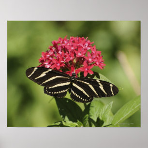 Póster Mariposa longwing de la cebra, Heliconius