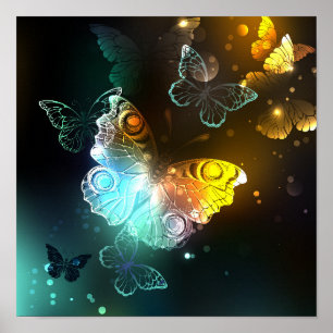 Póster Mariposa luminosa y mariposas nocturnas