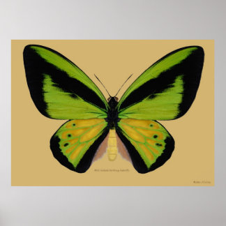 Póster Mariposa macho Goliat