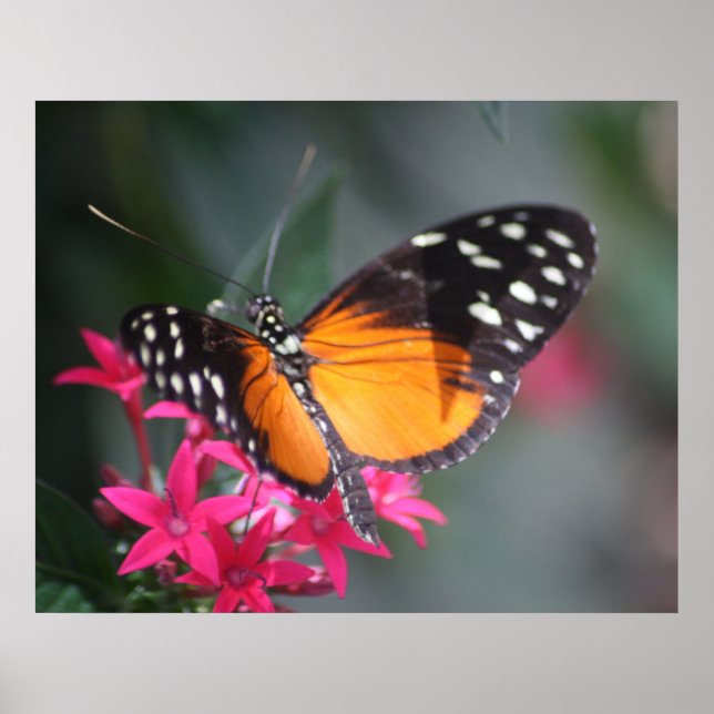 Póster Mariposa manchada negra y Naranja 2 (Frente)