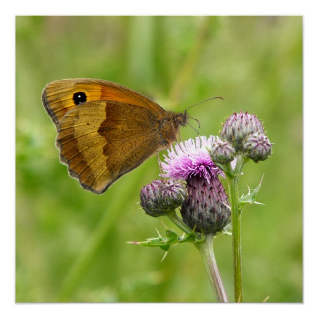Póster Mariposa marrón (Anverso)