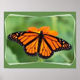 Póster Mariposa monarca
