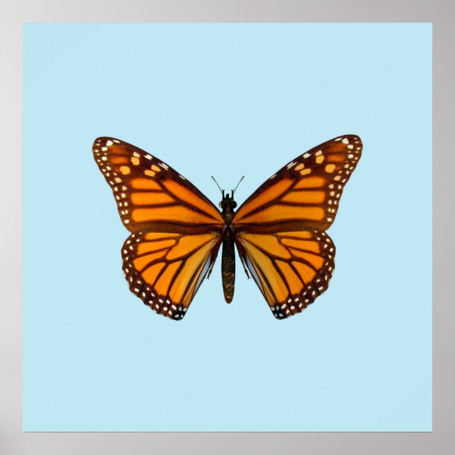 Póster Mariposa monarca (Frente)
