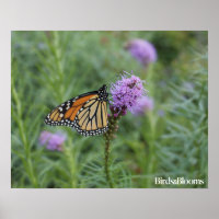 Mariposa monarca
