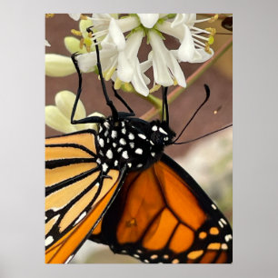 Póster Mariposa monarca